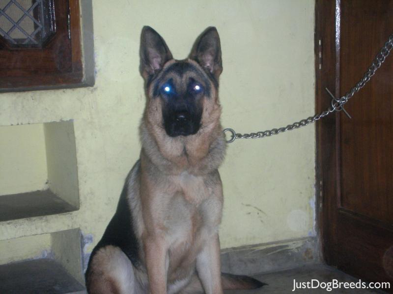 Dog+breeds+in+india+with+pictures